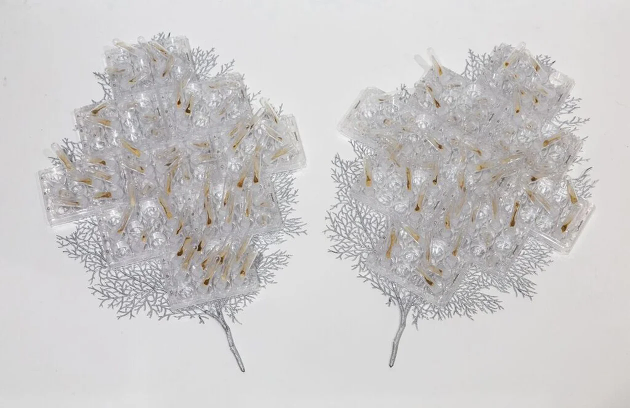Quiescent Growth , 2018 Partially decellularized maple keys, test tubes, cell culture plates, synthetic leaves 36”x22”x6”
