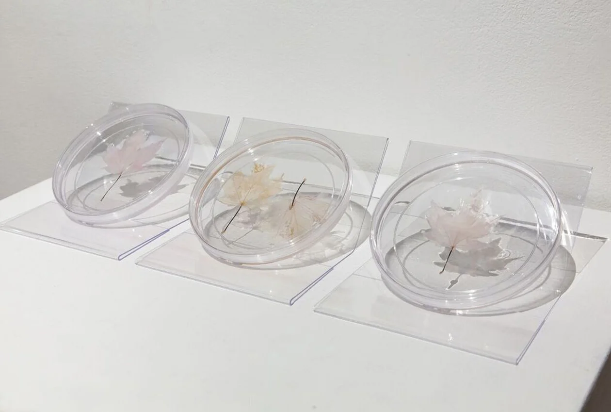 Lungs of the Earth, 2018 Petri dishes, decellularized maple leaves with human lung epithelial cells 22”x 8”x 1”