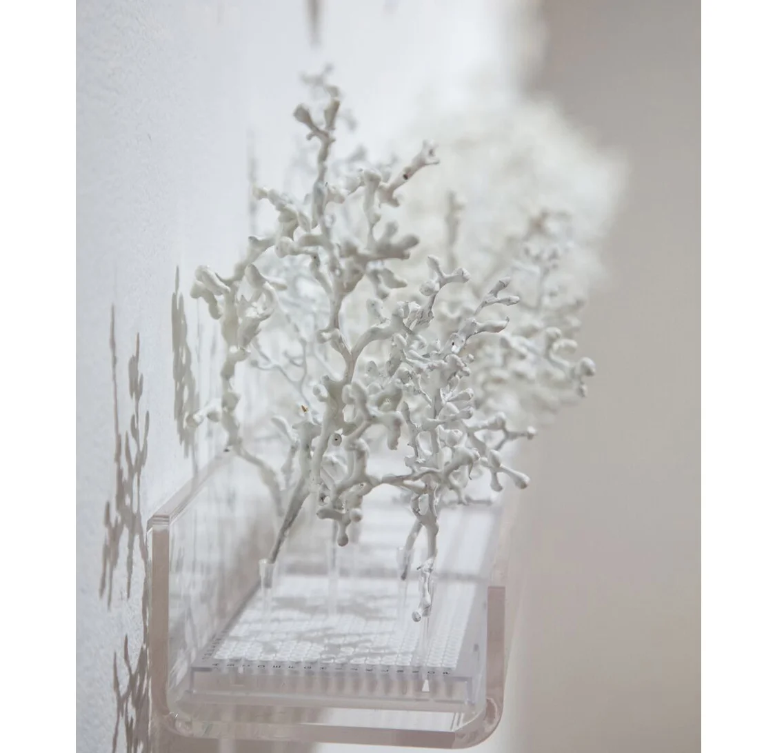 Fragile Forest (detail), 2017 Grape stems, wax, partially decellularized maple leaves, pipette tips, cell culture plates