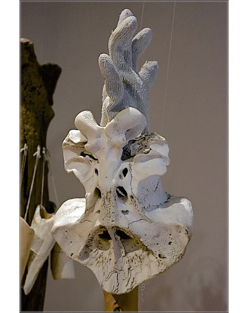 Wander In the Elements (Detail ) , 2018 Skull of sea creature, NL fisherman’s glove, driftwood