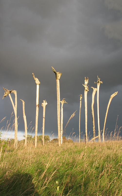   Cliff Sentinels , 2003 Driftwood tree trunks, steel brackets 6m x 7m in diameter 