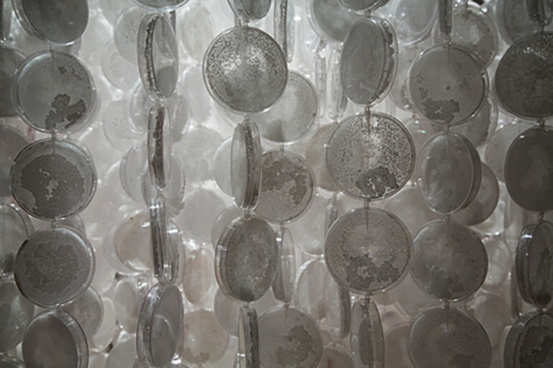   Shiver  (detail) ,  2015 2300 Petri dishes, grown salt crystals, wool, fishing wire, vinyl print, pipette tips, wire 104" x 56" x 56" Photo by David Williams. 
