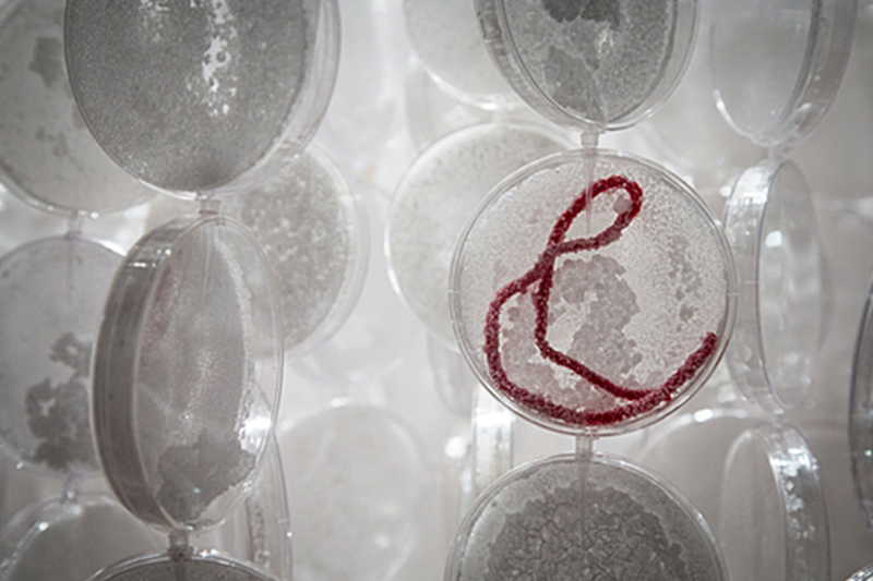   Shiver  (detail) ,  2015 2300 Petri dishes, grown salt crystals, wool, fishing wire, vinyl print, pipette tips, wire 104" x 56" x 56" Photo by David Williams. 