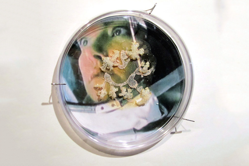   Andromeda Strain,  2013 Petri dish, digital image, agar, Halobacterium, sp. NRC-1 6" x 6" x 2" 