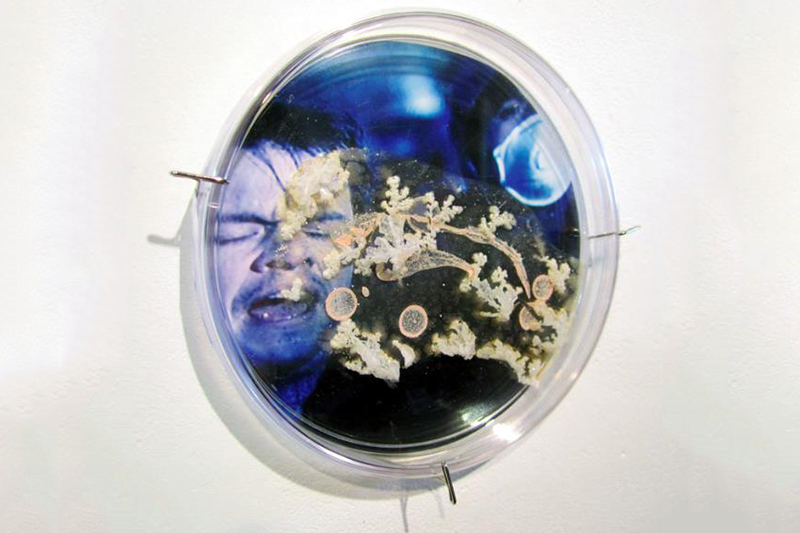   Contagion,  2013 Petri dish, digital image, agar, Halobacterium, sp. NRC-1 6" x 6" x 2” 