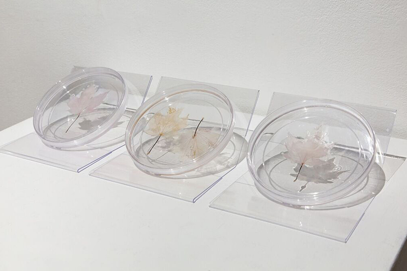   Lungs of the Earth,  2018 Petri dishes, decellularized maple leaves with human lung epithelial cells 22” x 8”x 1”  