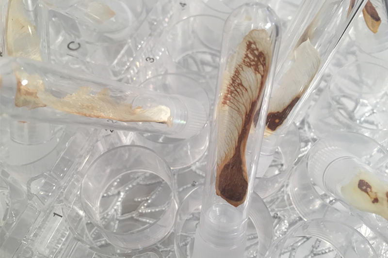   Quiescent Growth      (detail), 2018 Partially decellularized maple keys, test tubes, cell culture plates, synthetic leaves 