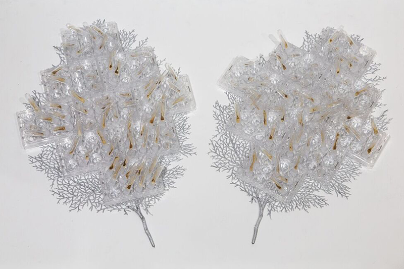   Quiescent Growth , 2018 Partially decellularized maple keys, test tubes, cell culture plates, synthetic leaves 36” x 22” x 6”  