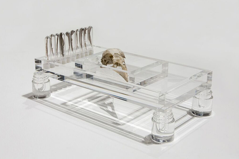   At Rest: Flight  ,  2018 Sparrow feathers, test tubes, Common Raven skull, acrylic trays 6” x 12” x 3”  