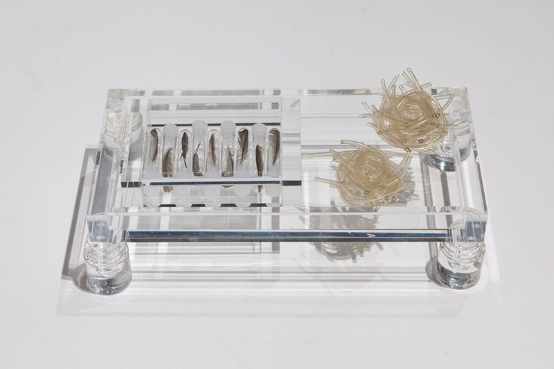   At Rest: Dwelling,      2018 Plastic tubing, sparrow feathers, test tubes, acrylic trays 6” x 12” x 3”  