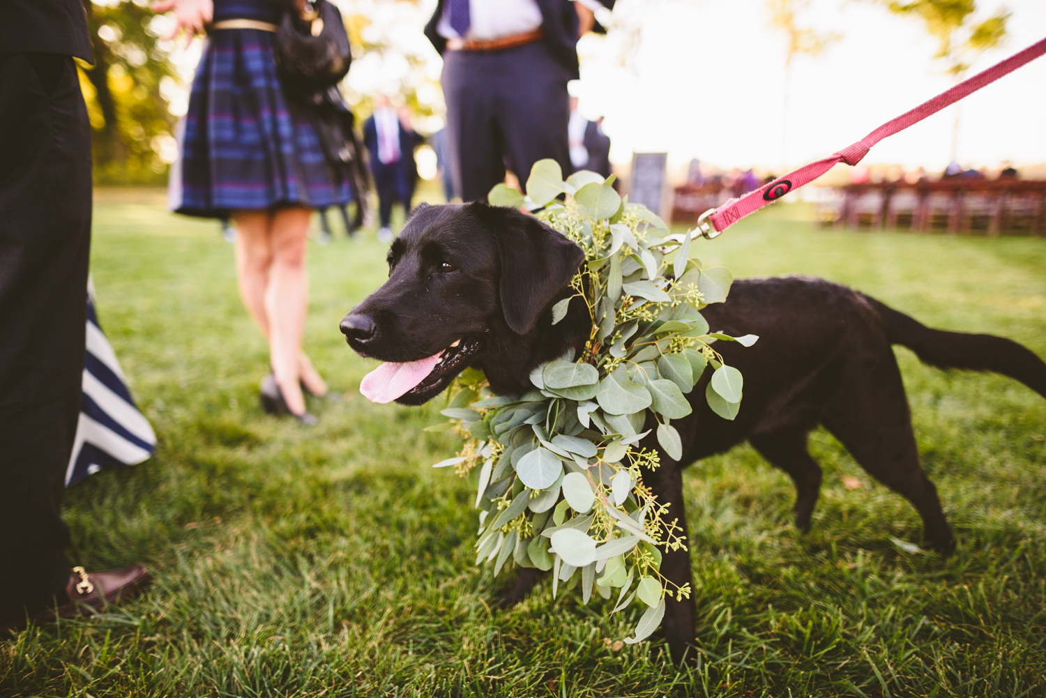 007 - etta the dog waits for the bride and groom to walk down the aisle.jpg