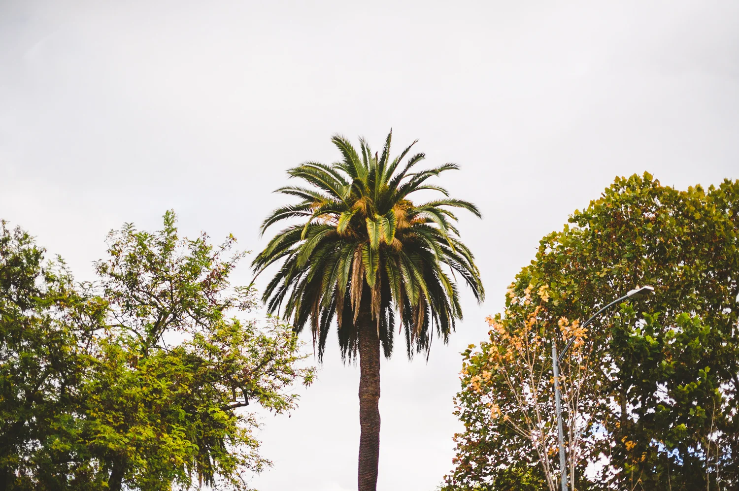 005 - california palm tree.jpg
