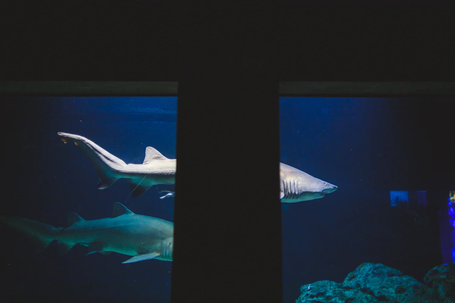099 - baltimore acquarium.jpg