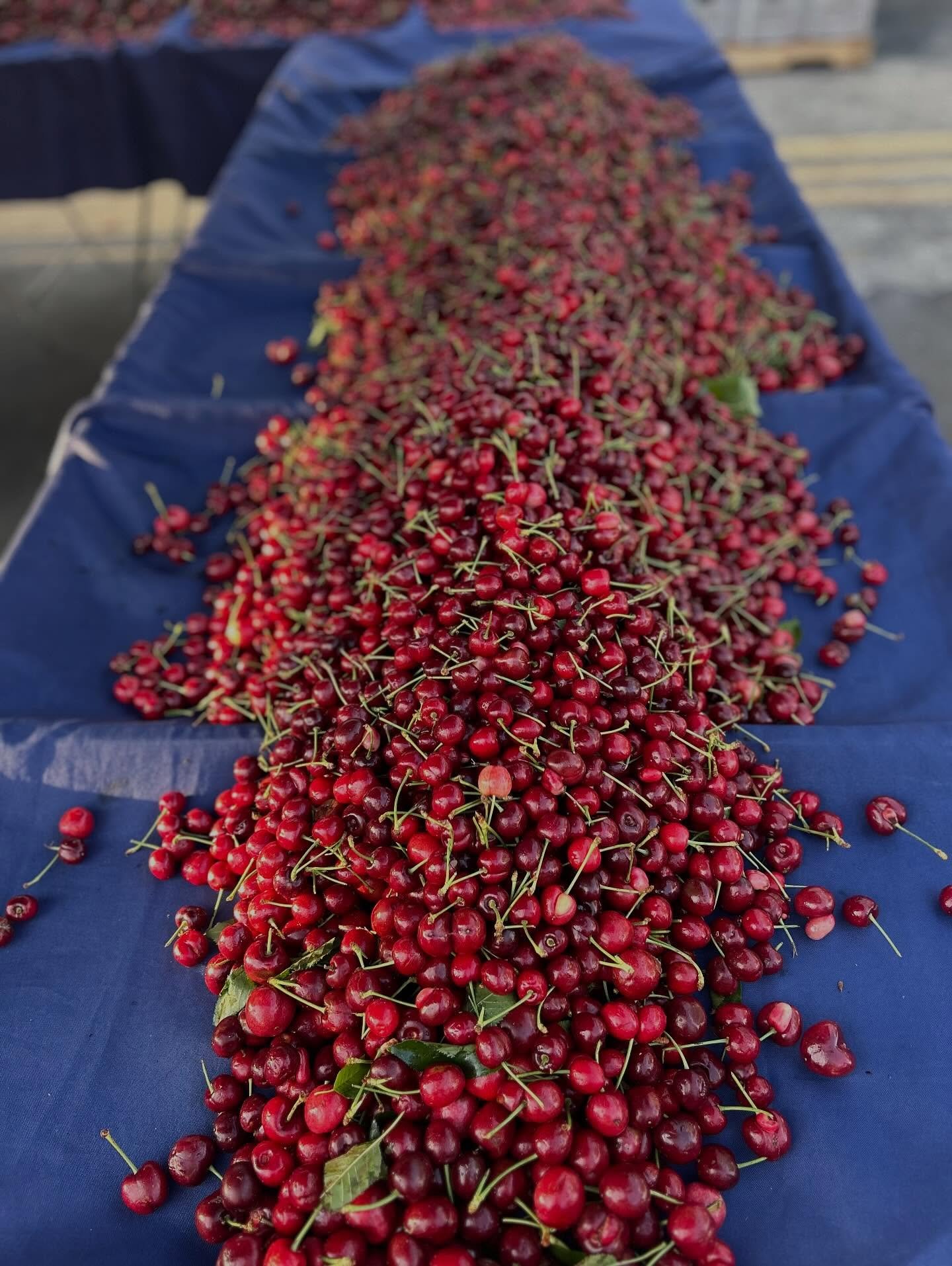 &lsquo;Tis the season! 🍒