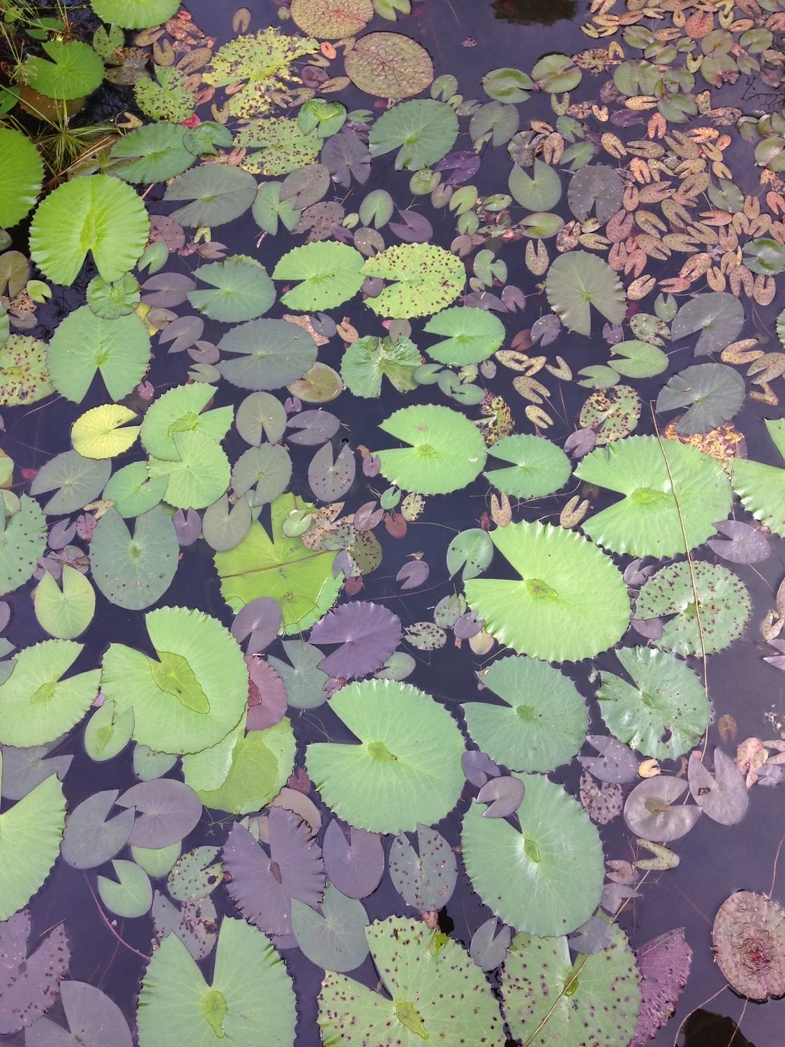 Jardim Botanico