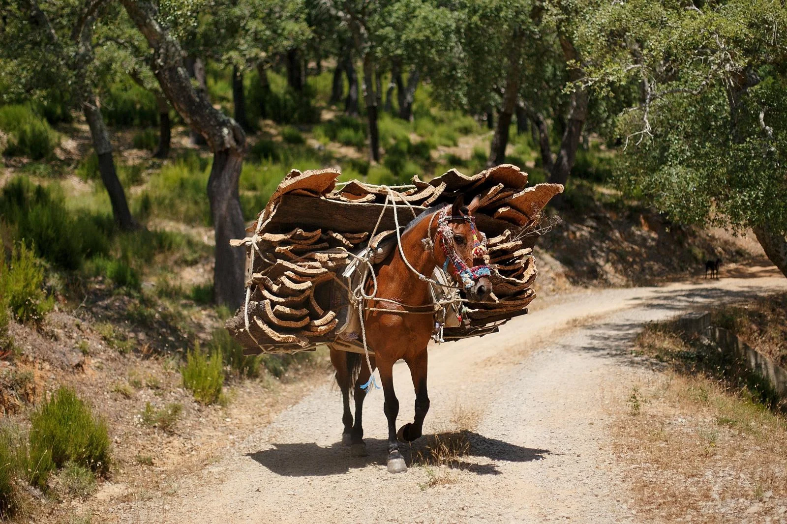 Cork bark being transported on a horse in Portugal.
