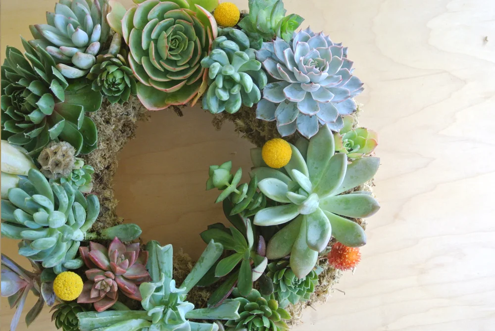 SucculentWreathes_2.jpg