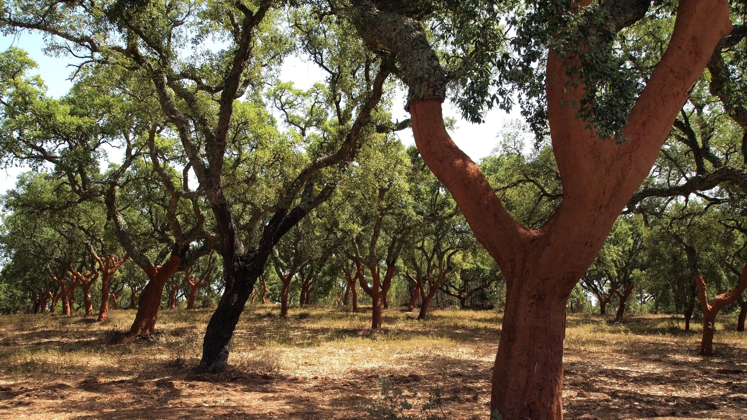Cork Oak Forest in Portugal