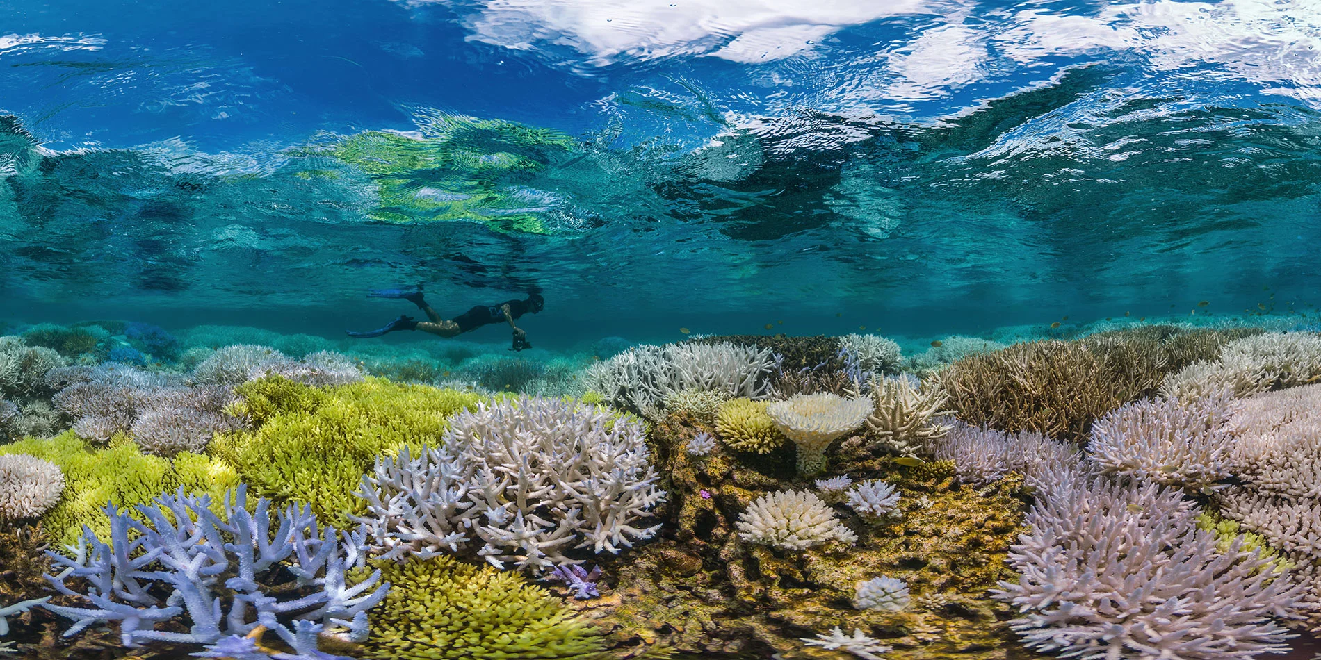 From the film, Chasing Coral. 