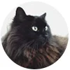 Izzy_circle_100px.jpg