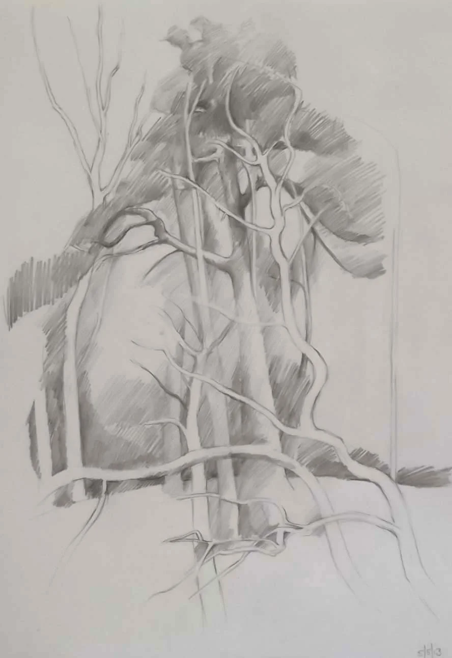 Scots pine