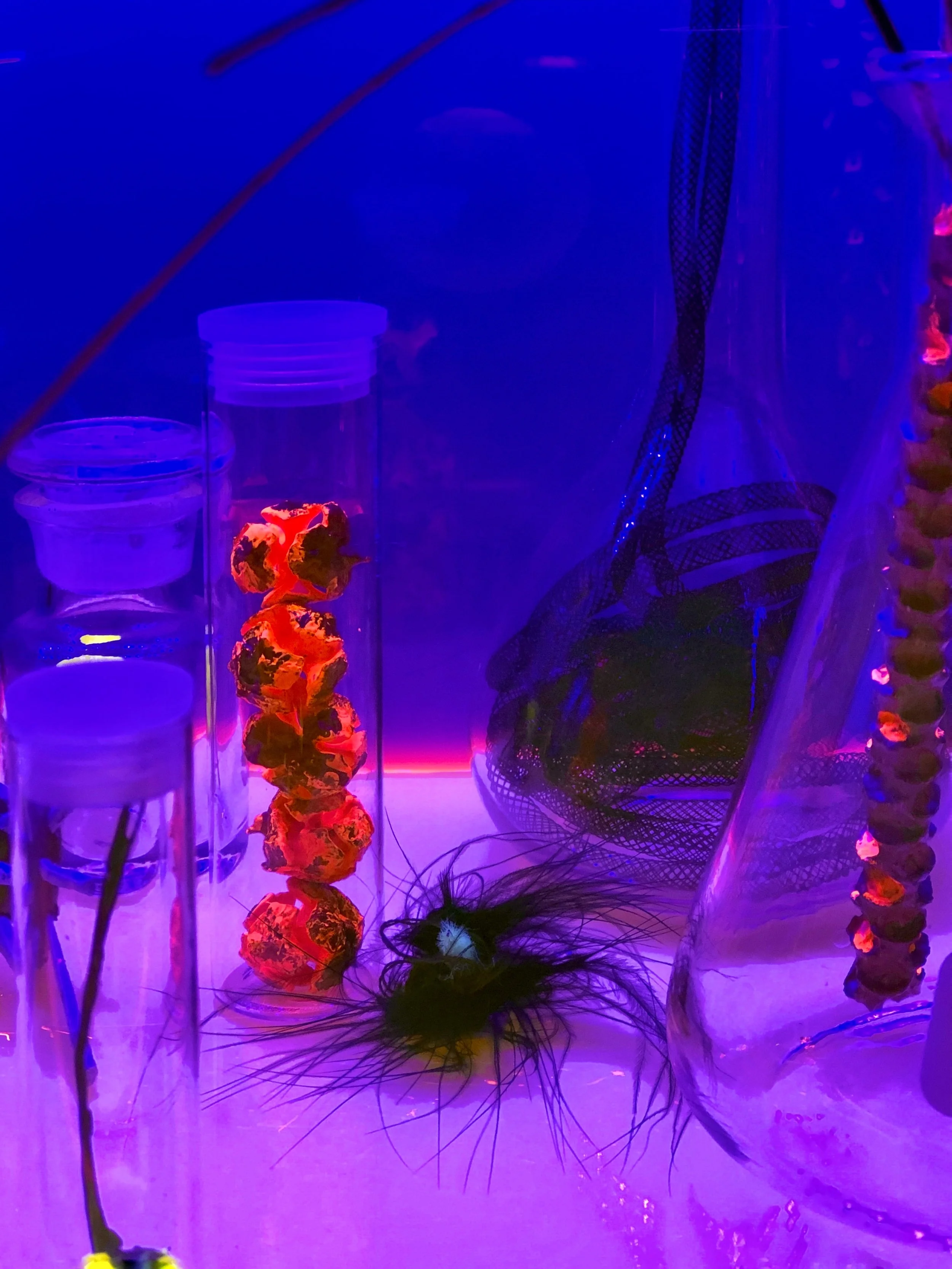 Think-Lab-Tank-Incubator — Kathryn Cowen