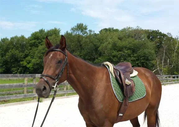AkindaleHorseRescue.SavyPortrait.jpg