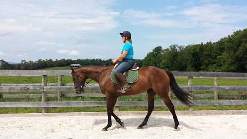 AkindaleHorseRescue.SavyWalk.jpg