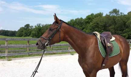 AkindaleHorseRescue.Savy.jpg
