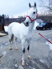 Stud Muffin's Arrival at ATBR 12/2012