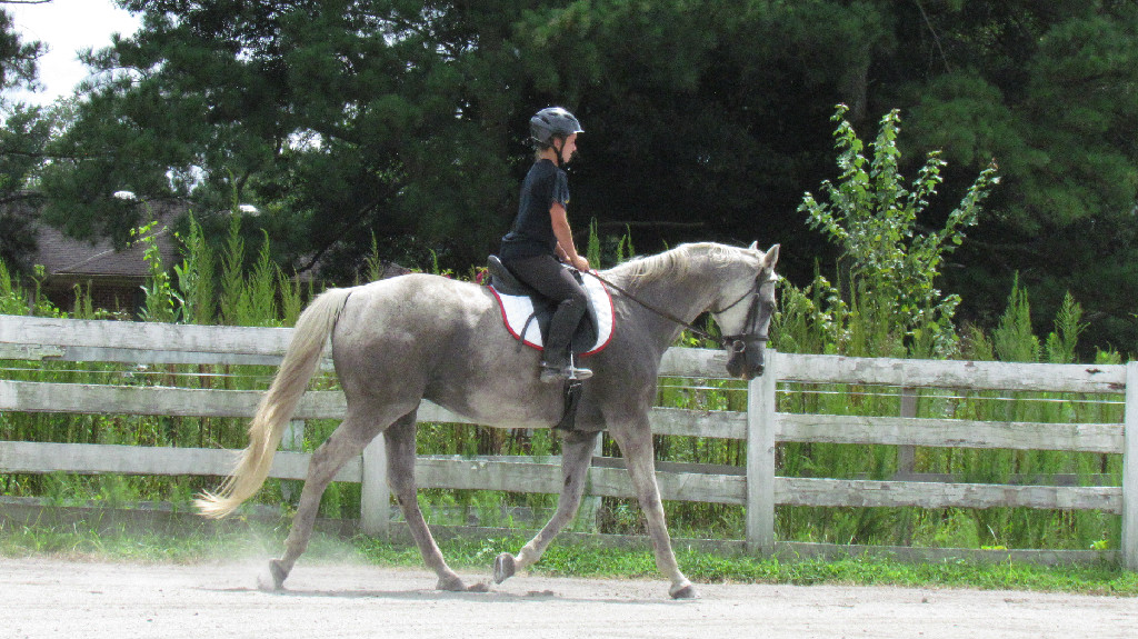 AkindaleThoroughbredRescue_DirectCurrent_Trotting.jpg