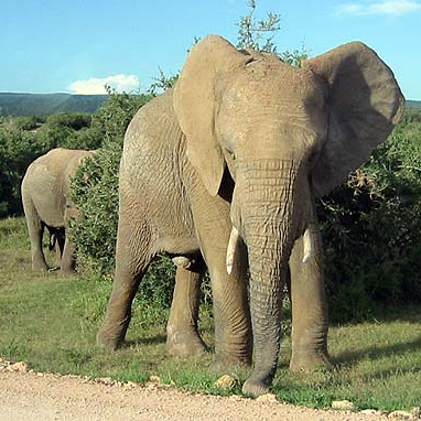 Då kristne elefantar prøvde å øydelegge Kabaen i Mekka