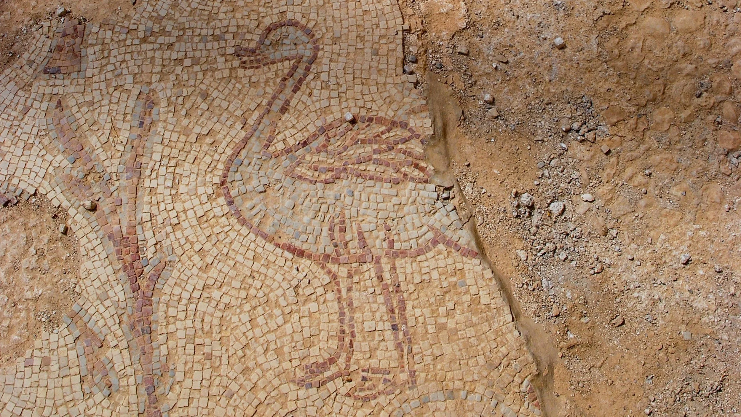 Spor av utdøydd arabisk struts