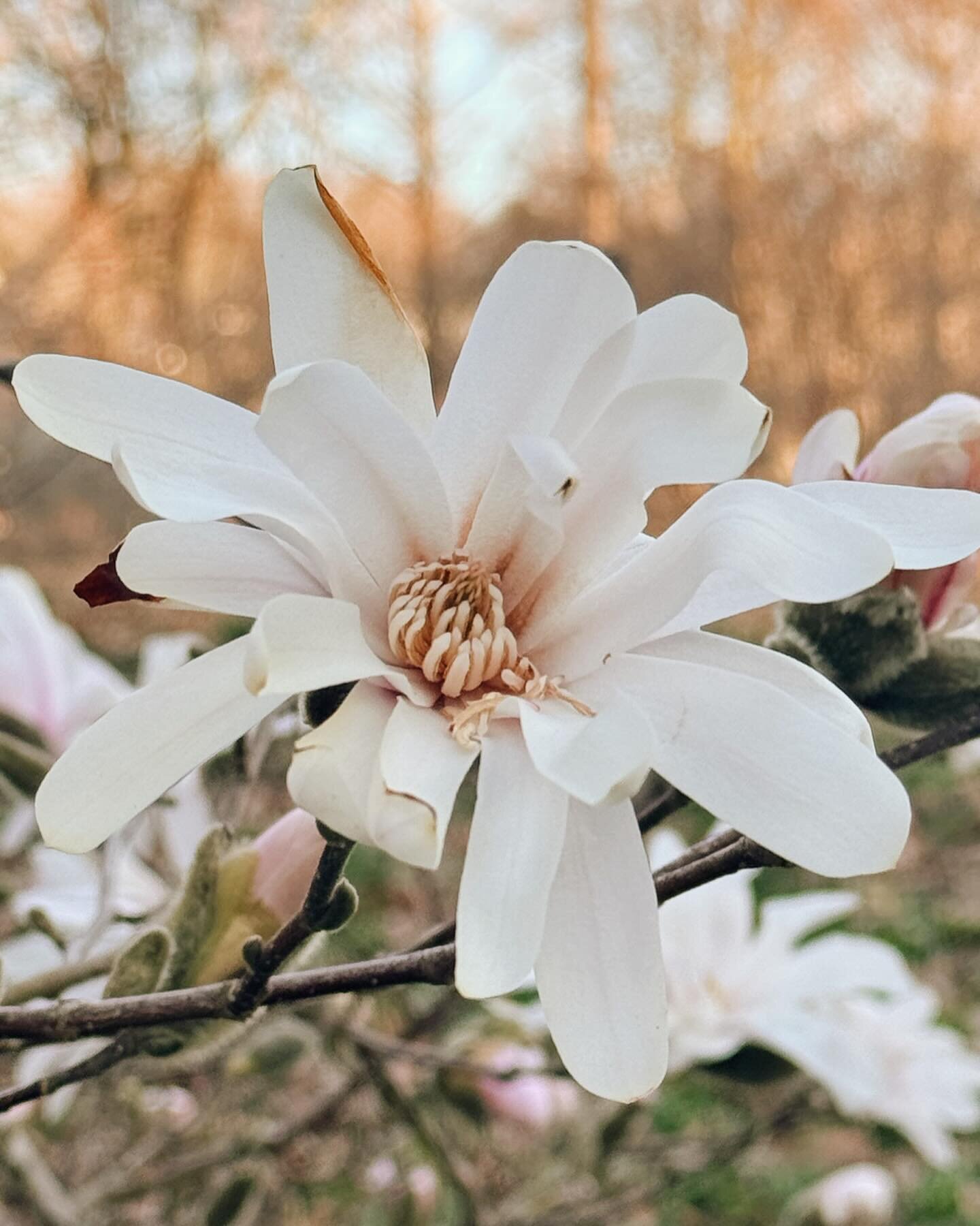 Giving into my flower obsession 🌸 + some frug n roomie content ✨

What a joy is is to watch the earth come alive all around me again, every day something new 🌷