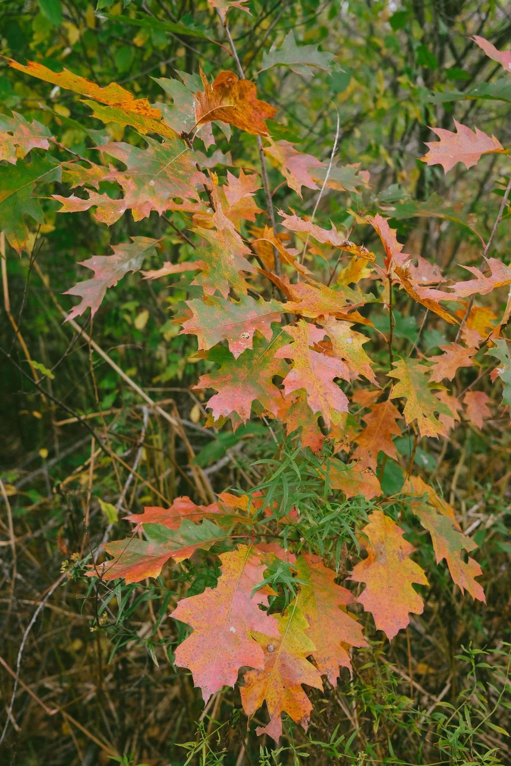 DSCF8211.jpg