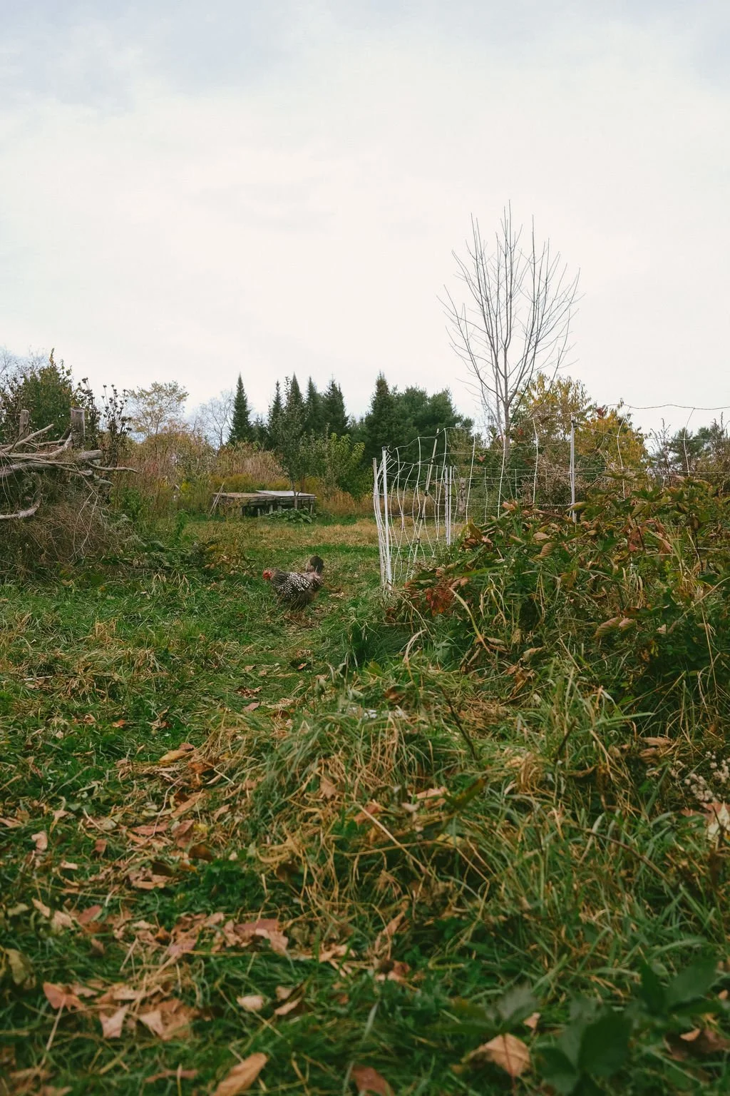 DSCF8223.jpg