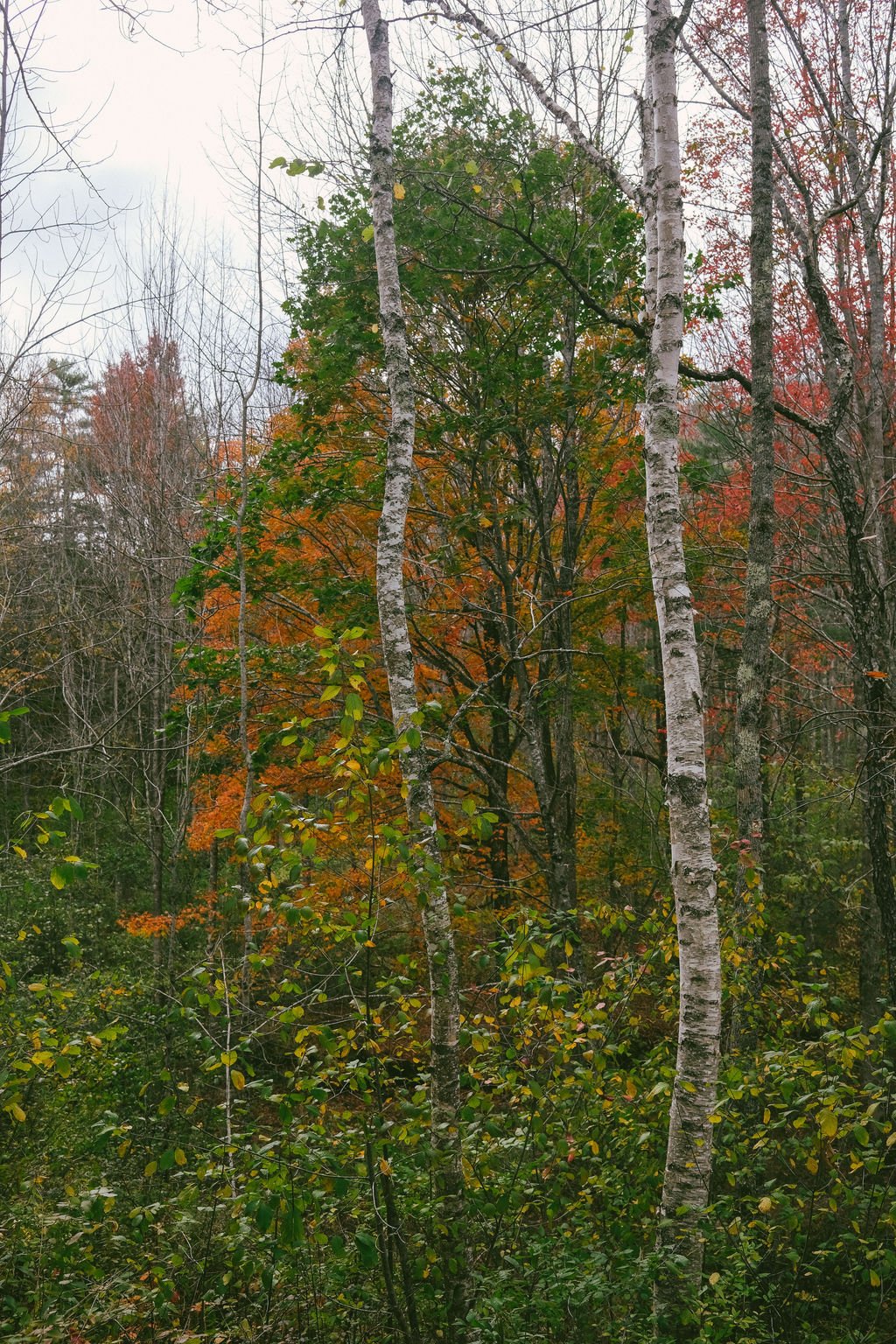 DSCF8227.jpg