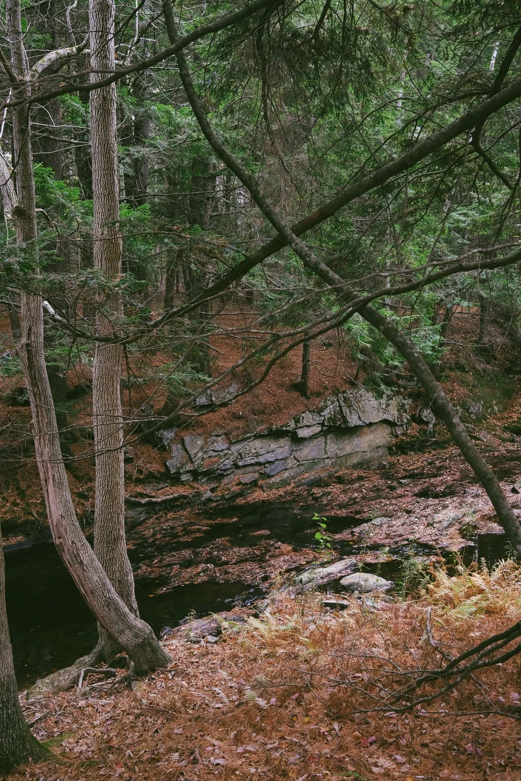 DSCF8229.jpg