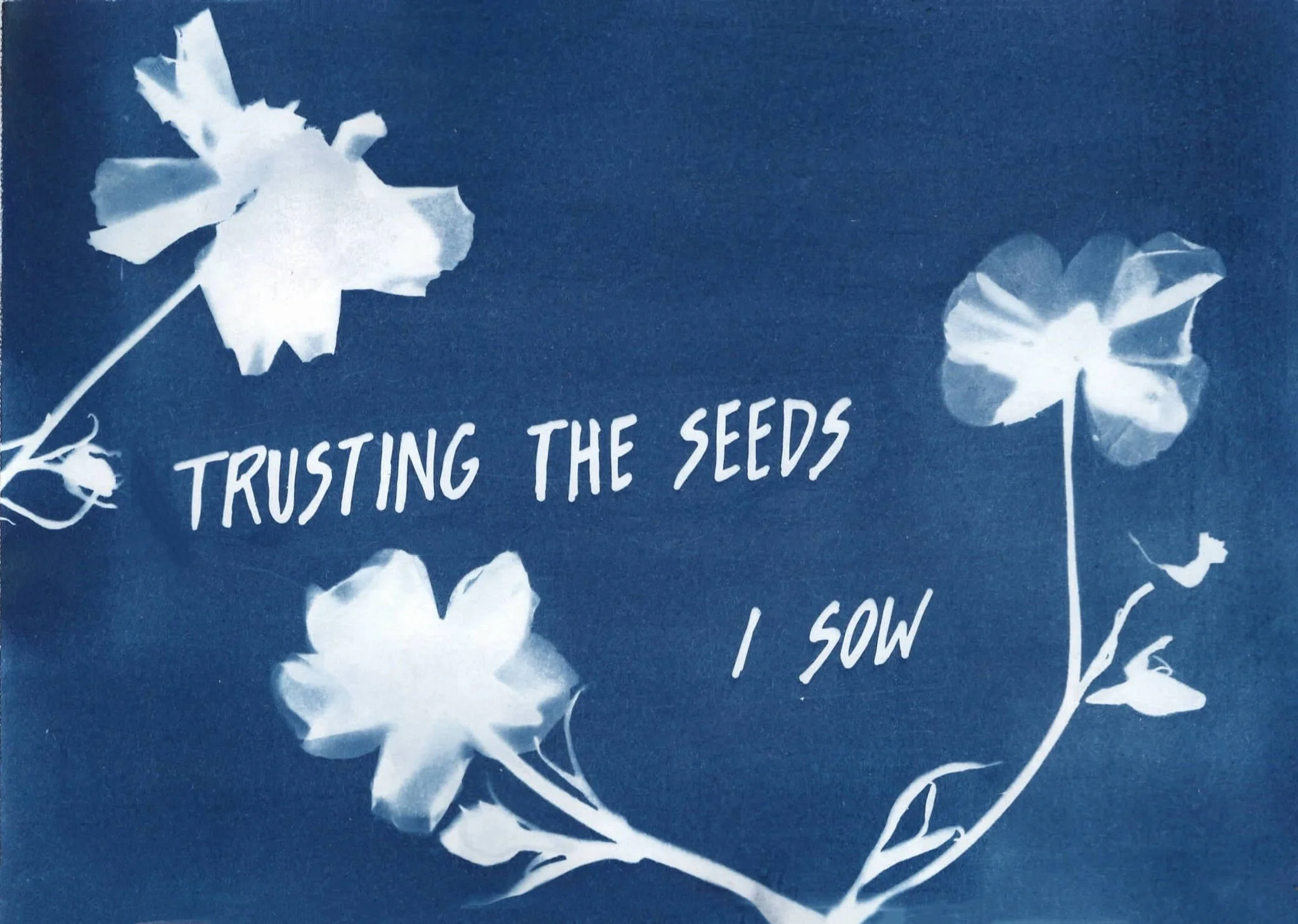 EFP-trustingtheseedsIsowhorizontal-Cyanotypescans5.jpg