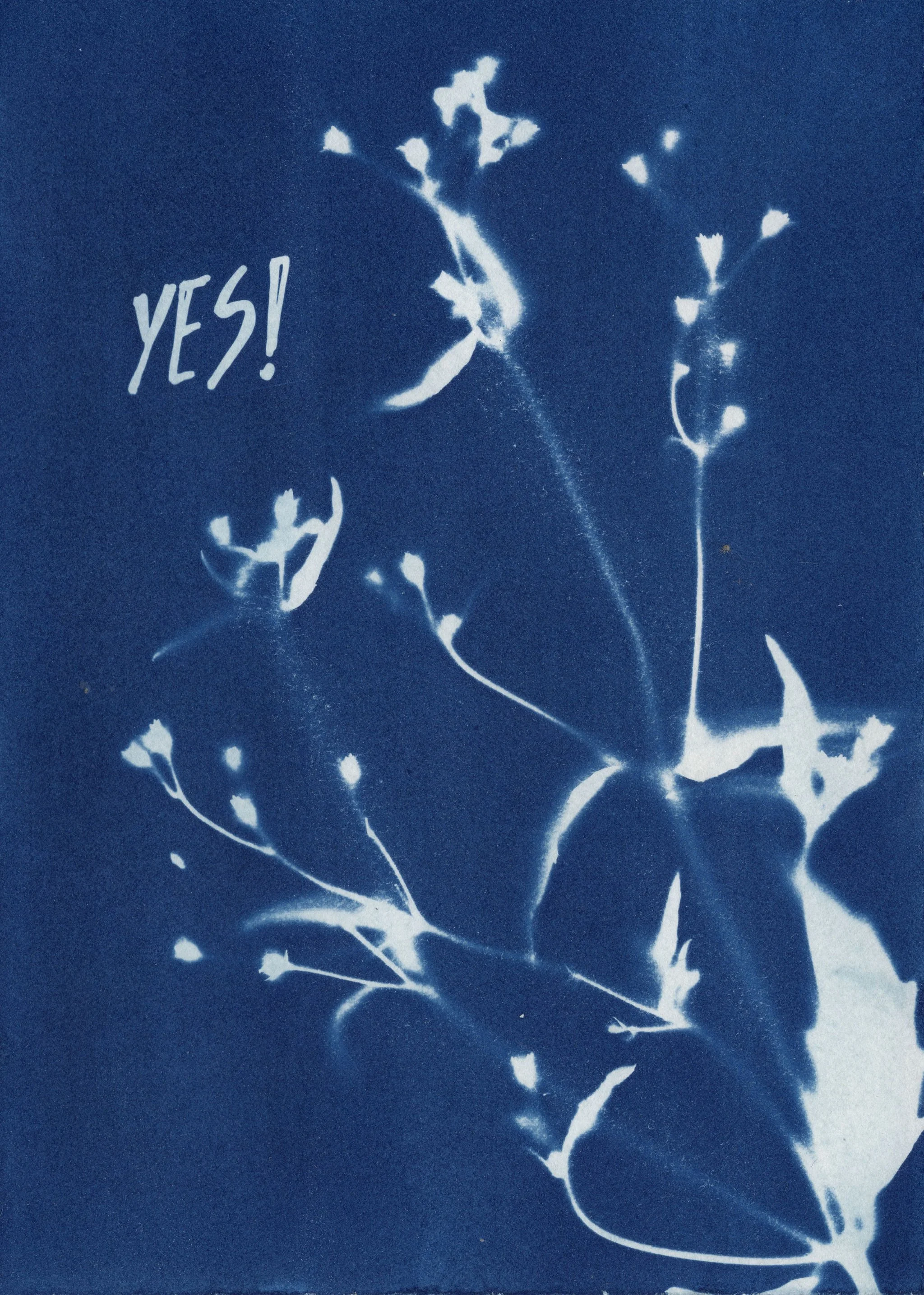 CyanotypescansforprintNov24_.JPG