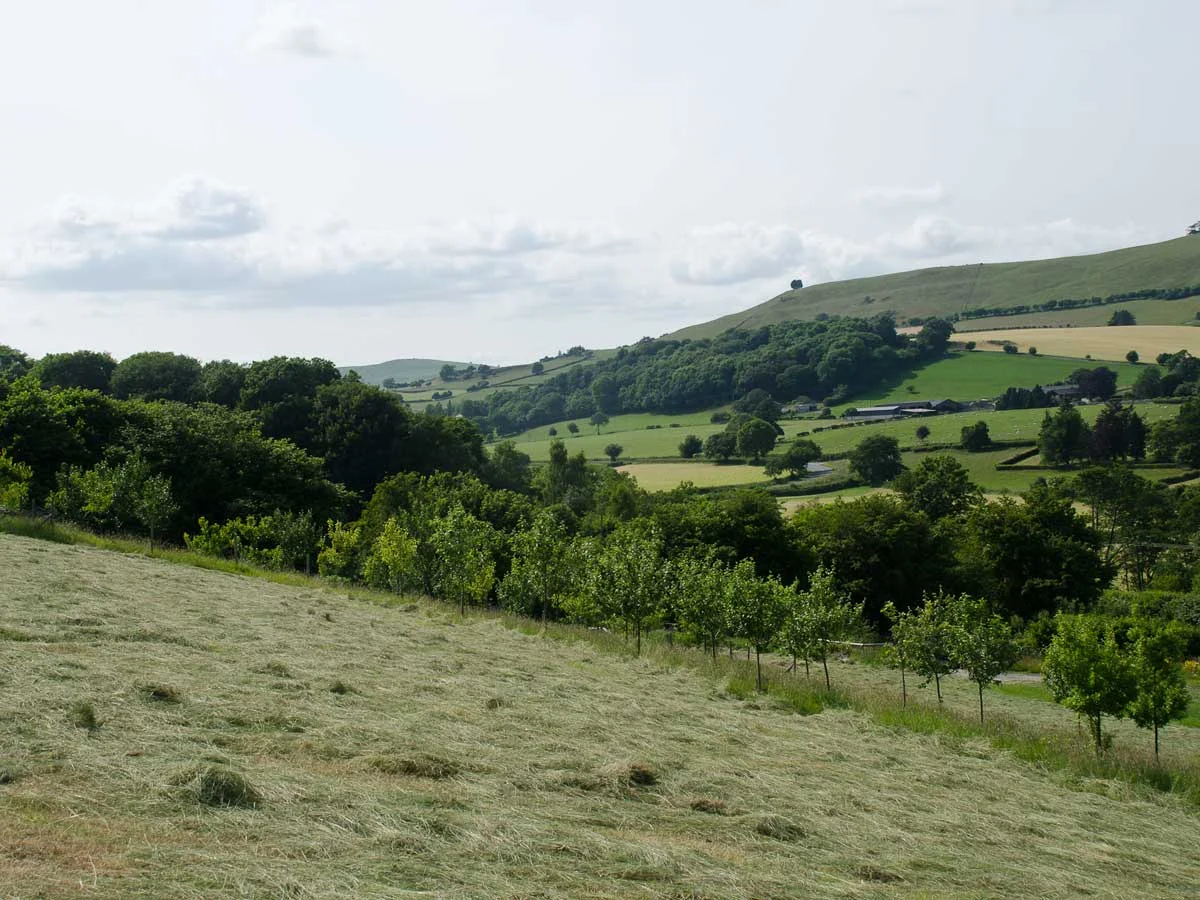 meadow.jpg