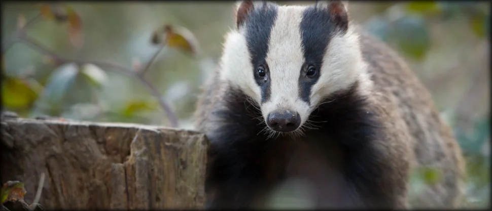 Image from the Badger Conservation group