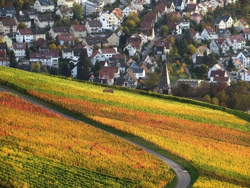 The vineyards above Esslingen are beautiful in the autumn!