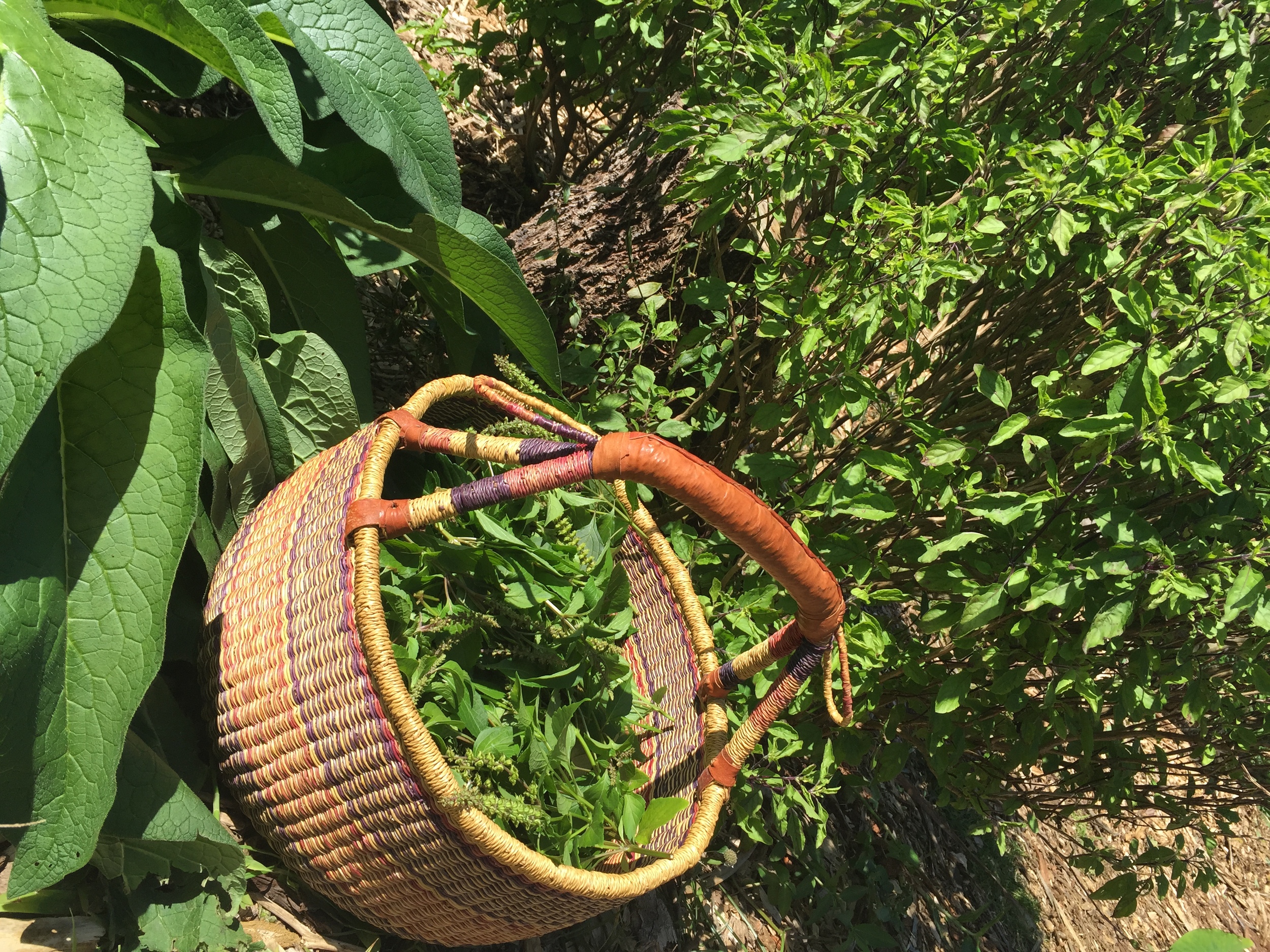 Tulsi is an herb that has been used for thousands of years to treat colds, coughs and flu. According to Ayurveda, tulsi cleanses the respiratory tract and soothes bodily stresses with it's antioxidant properties. 