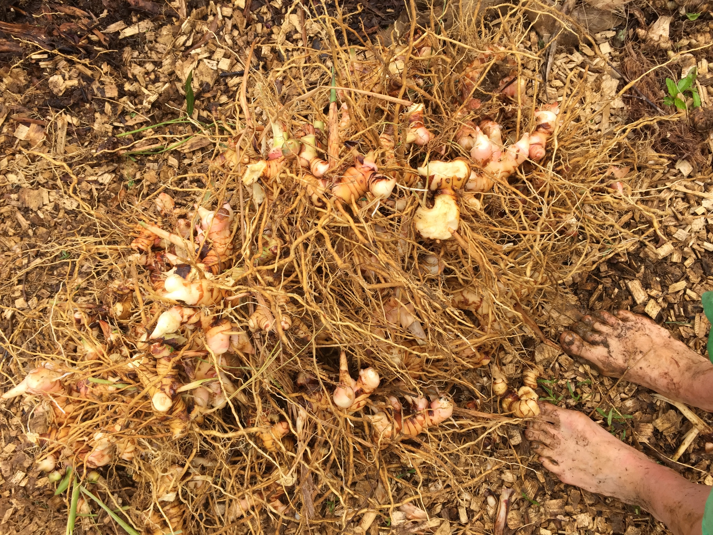 Galangal root is common in asian kitchens and has a stimulating effect on the digestive system, much like ginger does. It is recommended for stomach troubles such as indigestion and nausea. 