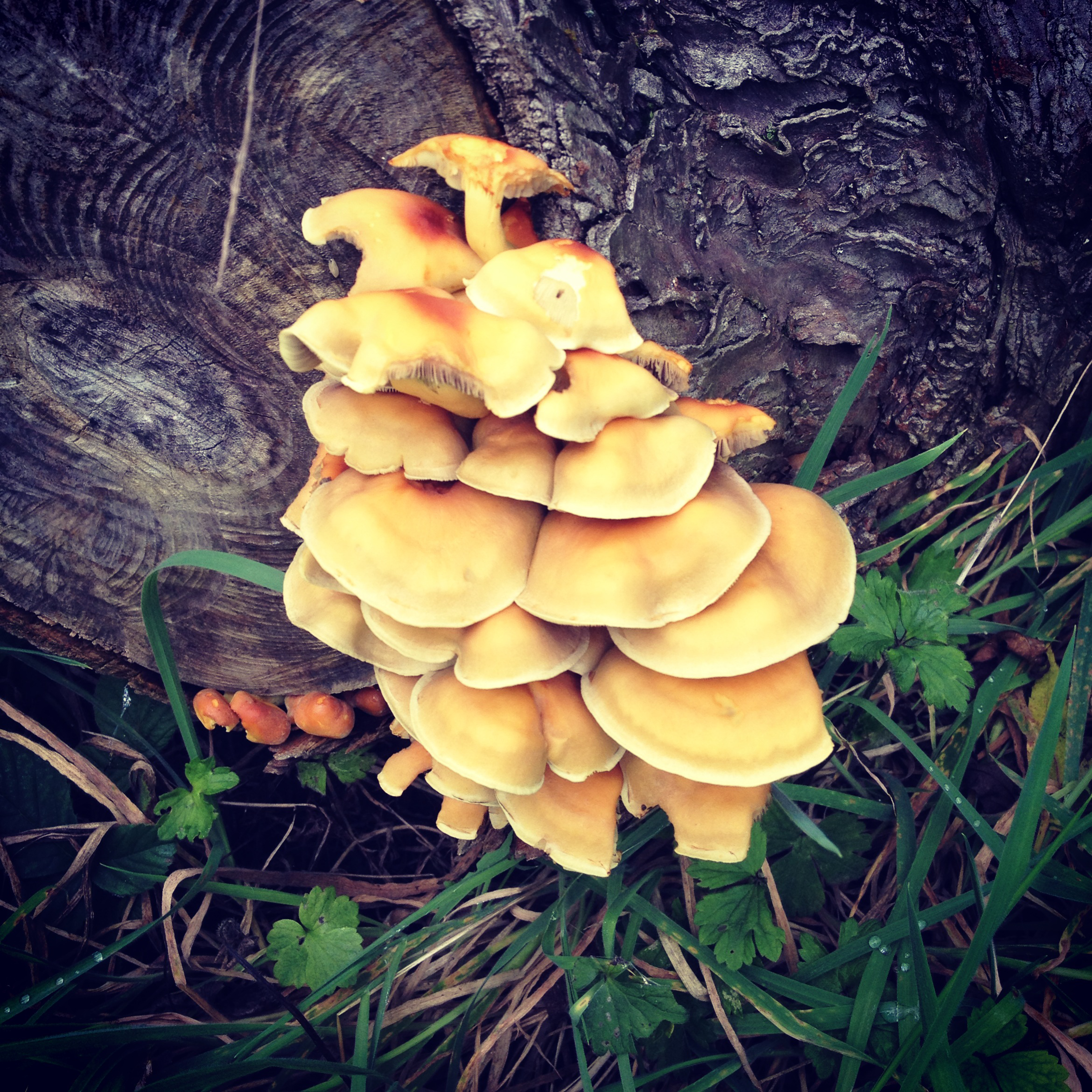 fungi.png