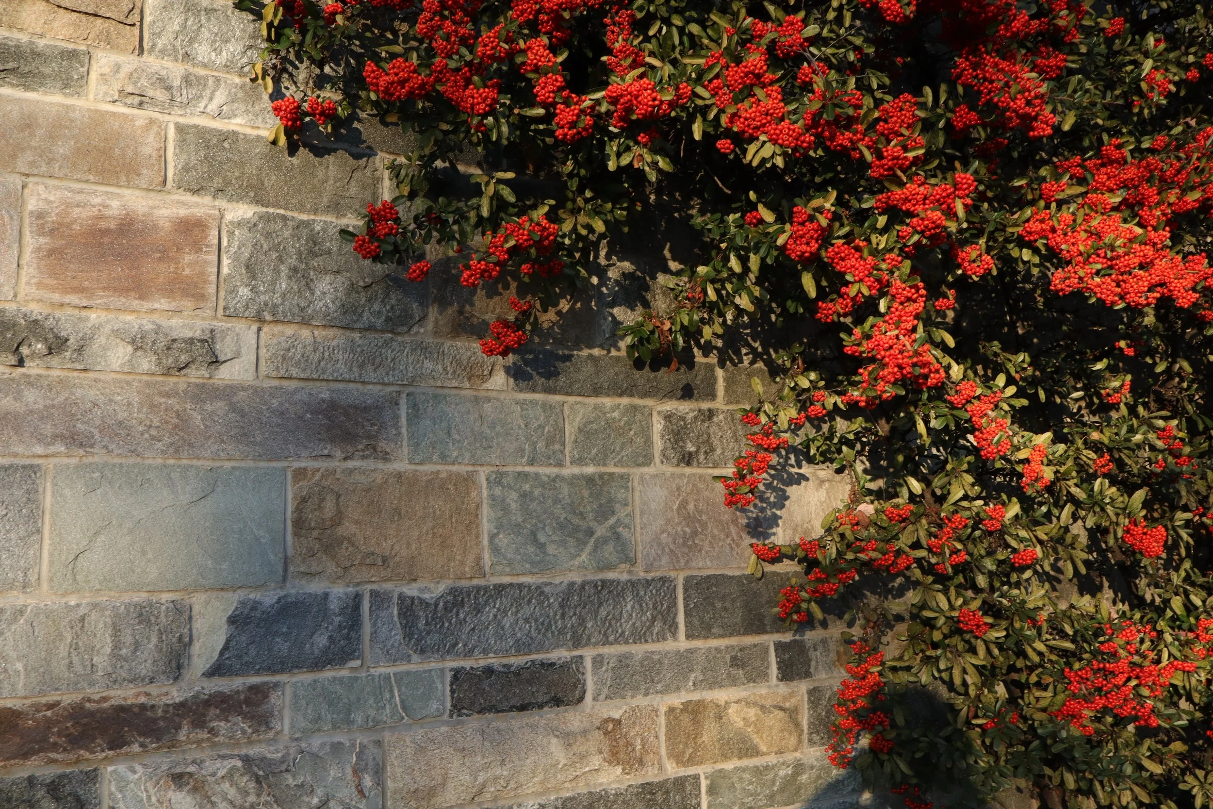 A stone wall with a bush of red berries hanging over the top.