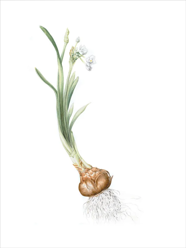 Paperwhite Narcissus Watercolor on 140 lb. hot-pressed Arches, 15” x 11”