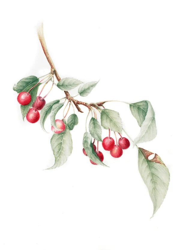 Weeping Crabapple Watercolor on 140-lb hot-pressed Arches, 9” x 7.5”
