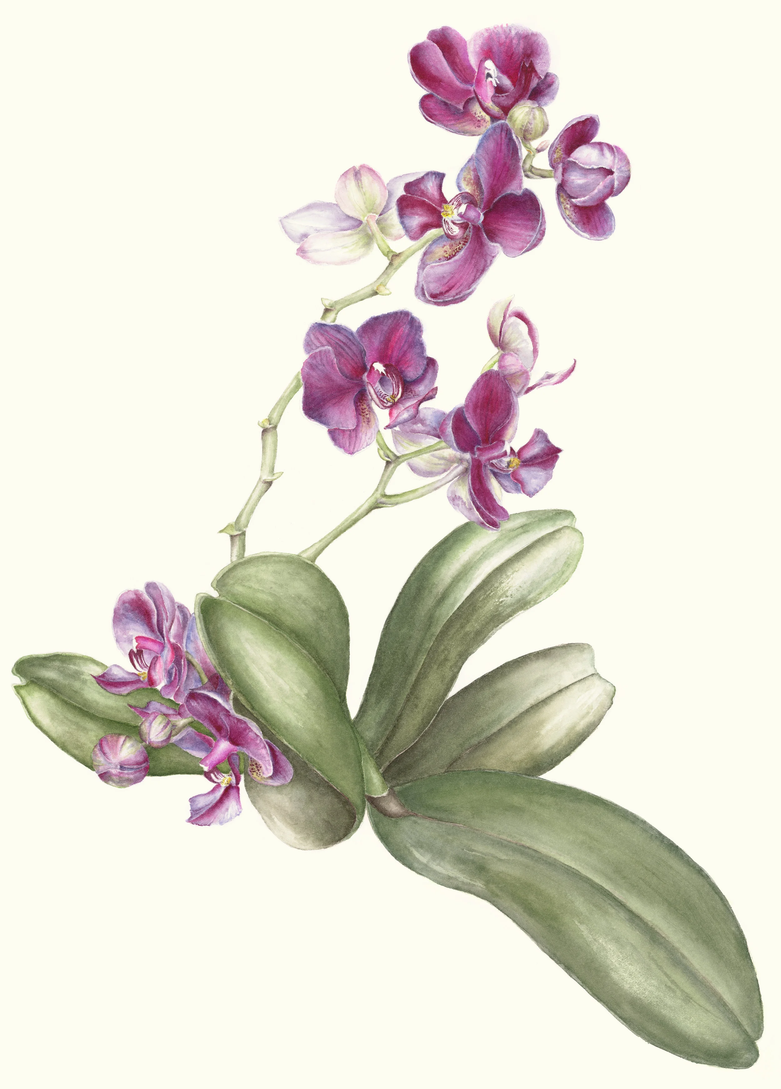 Magenta Phalaenopsis Watercolor on 140-lb hot-pressed Arches 17" x 13"